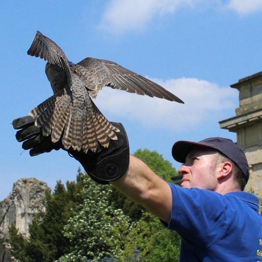 Birds Of Prey Shows In Yorkshire | Owl Adventures