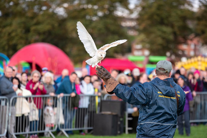 An owl handler doing a show