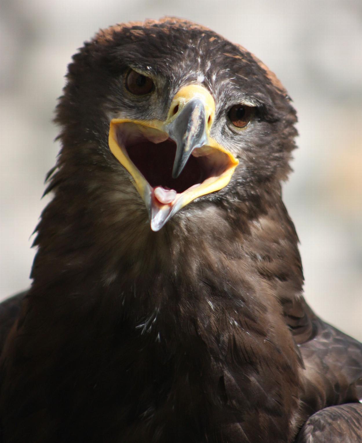 Birds of Prey shows in Yorkshire