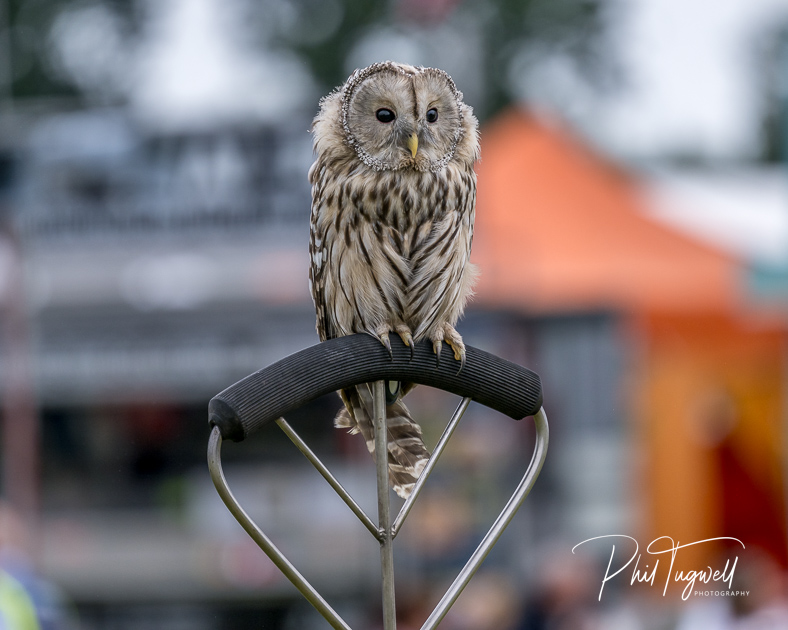 Interactive bird of prey and animal encounter