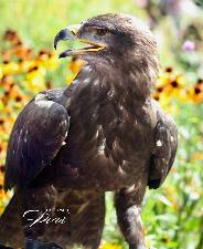 Interactive bird of prey sessions nationwide